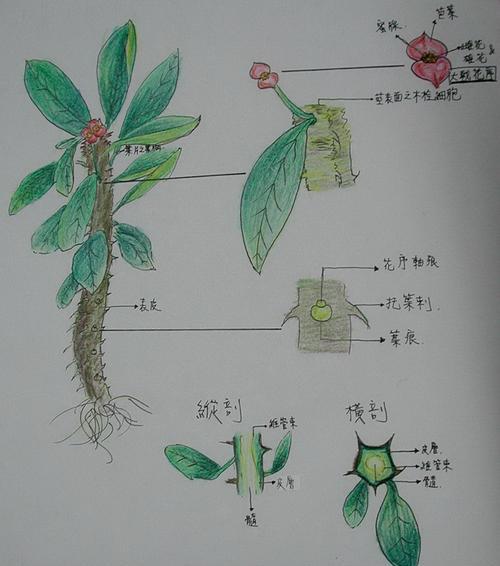禾叶大戟的养殖方法和注意事项（打造高效收益的禾叶大戟种植）
