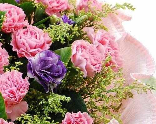 康乃馨花语的深刻寓意（探秘康乃馨花语中的爱情与美好）