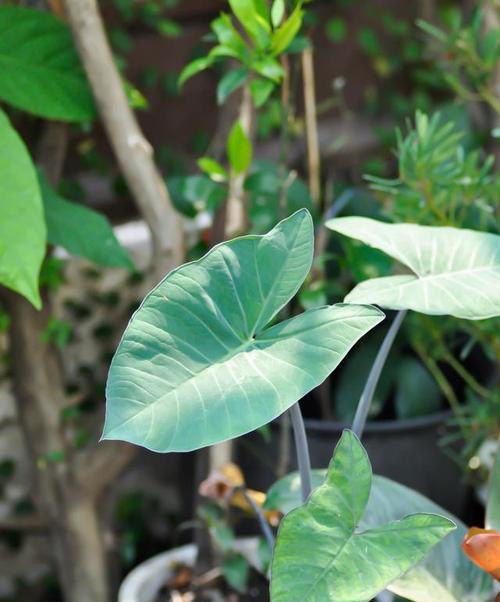 合果芋的风水作用：福气旺旺，家庭和睦