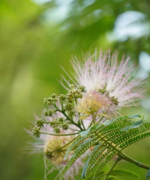 合欢花开花期分析（了解合欢花开花时间和品种特点）