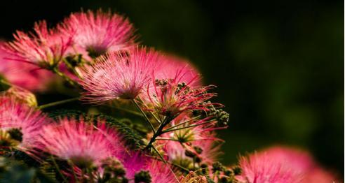 合欢花开花期分析（了解合欢花开花时间和品种特点）
