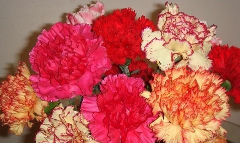 康乃馨花（传递美好情感的康乃馨）