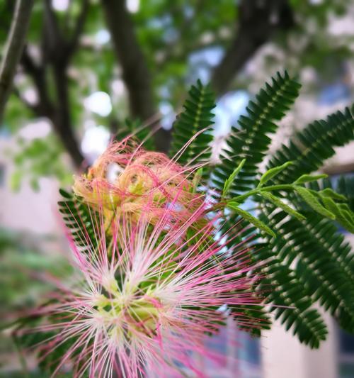 合欢花开花时间与特点（探寻合欢花的开花规律及特性）