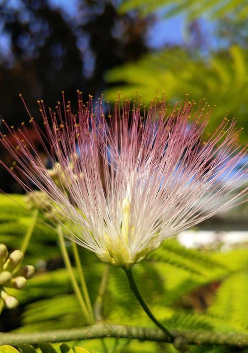 合欢花开花时间与特点（探寻合欢花的开花规律及特性）
