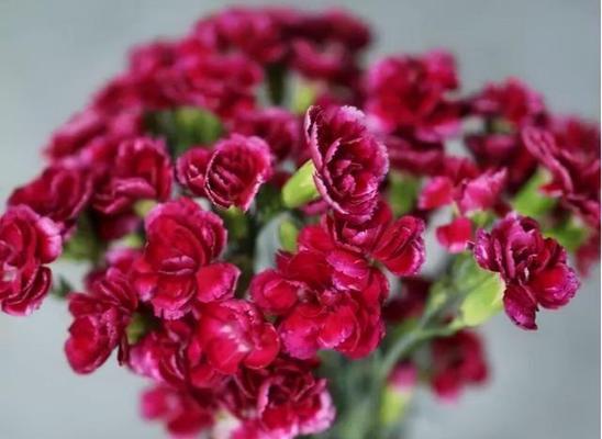 康乃馨花语与寓意（一朵康乃馨所传达的情感和含义）
