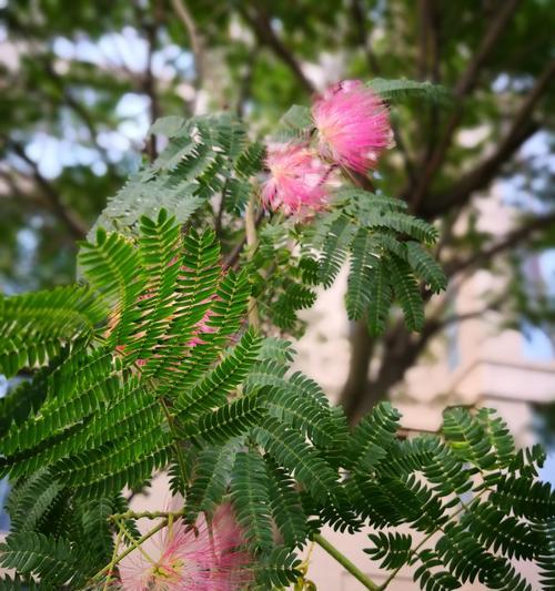 合欢树叶子的形态与特点（探究合欢树叶子的形态）