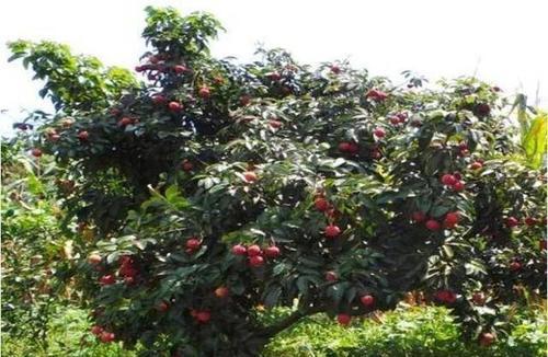 合江荔枝成熟季节及品质分析（探秘合江荔枝成熟季节）