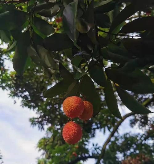 合江荔枝成熟季节及品质分析（探秘合江荔枝成熟季节）