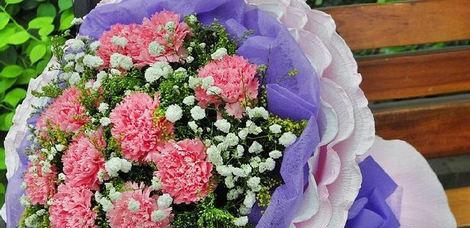 康乃馨的象征与寓意（康乃馨）