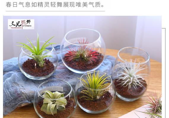 探秘空气凤梨花语的奥秘（解析空气凤梨的隐藏意义）