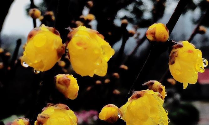 腊梅的花语和象征（传递爱意的腊梅花）