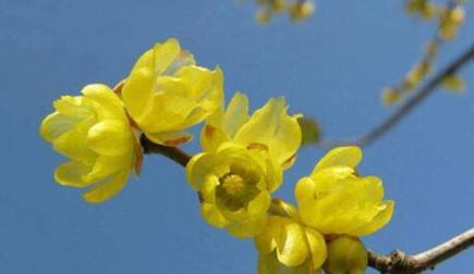 以夏腊梅的花语是什么（探寻夏腊梅花的意义与象征）