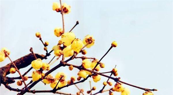 以夏腊梅的花语是什么（探寻夏腊梅花的意义与象征）