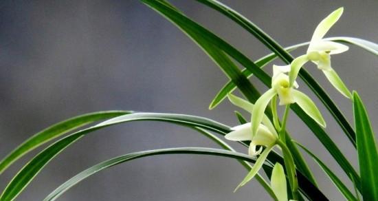 以兰草花的花语与意义（祝福与温暖的象征——以兰草花的花语）