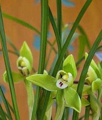 以兰草花的花语与意义（祝福与温暖的象征——以兰草花的花语）