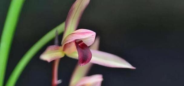 以兰花的象征意义——坚韧不拔的优雅之花（探寻兰花的卓越品质和文化寓意）