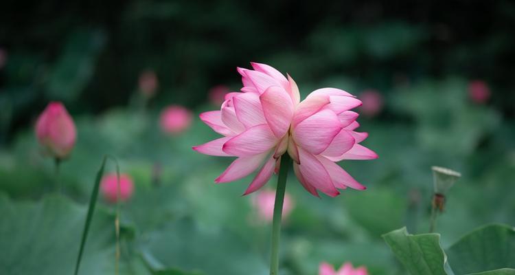 和并蒂莲很像的花——菊花（探秘菊花的神秘之美）