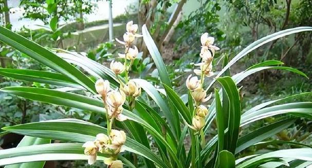 兰花寓意与象征意义（传递和平与纯洁的花语）