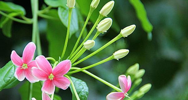 以蓝桉的花语——温柔与希望（传达爱意的蓝桉花）