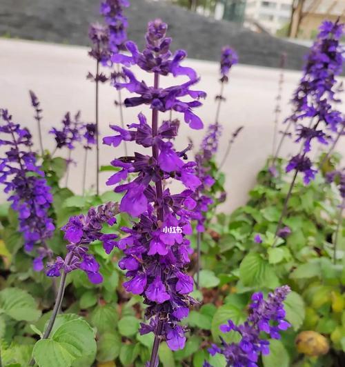 蓝花鼠尾草（解读蓝花鼠尾草的花语）
