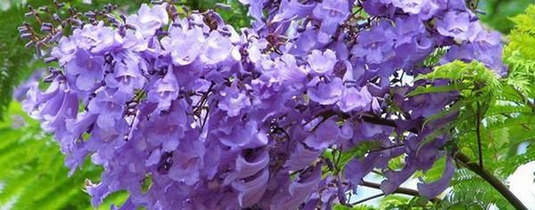 蓝花楹花语（蓝花楹花语是什么）
