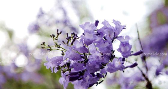 蓝花楹花语（蓝花楹花语是什么）