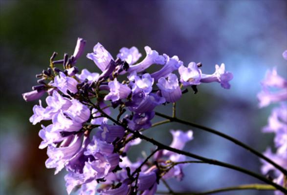 蓝花楹花语的深意（探寻蓝花楹花语的诗意与神秘）