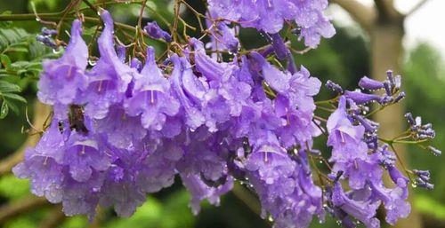 蓝花楹花语之美（探索蓝花楹花的象征意义与文化价值）