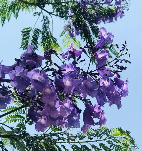以蓝花楹象征着美丽与希望（探寻蓝花楹的意义和象征）