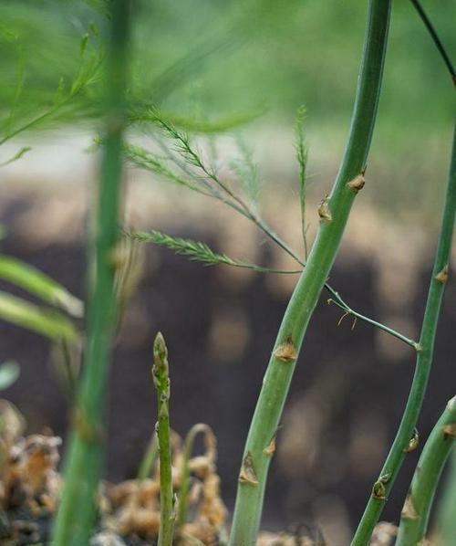 菜花草，与芦笋相似的神秘植物（植物分类学）