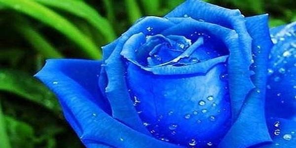 碎冰蓝玫瑰的花语与寓意（一束蓝色的玫瑰）