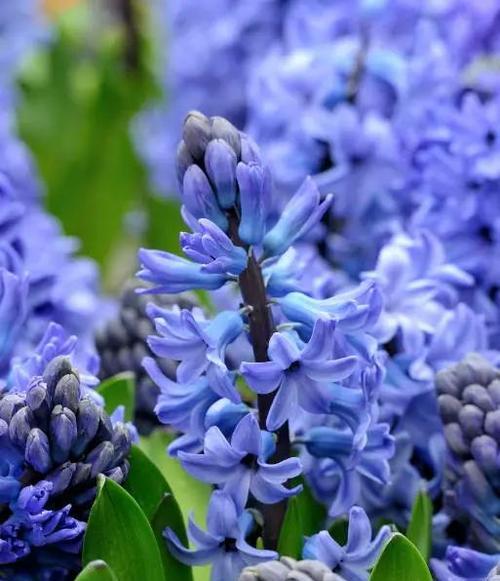 蓝色风信子花语及其象征意义（传递希望与宁静的花语）