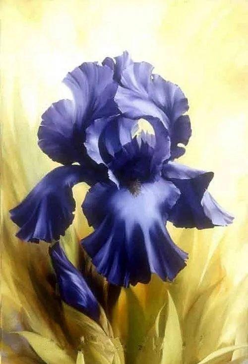 蓝色马蹄莲花的花语与意义（探索蓝色马蹄莲的美丽与神秘）