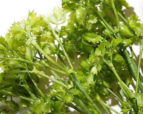 和芹菜长得很像的蔬菜详细介绍（探索不同品种的外形）