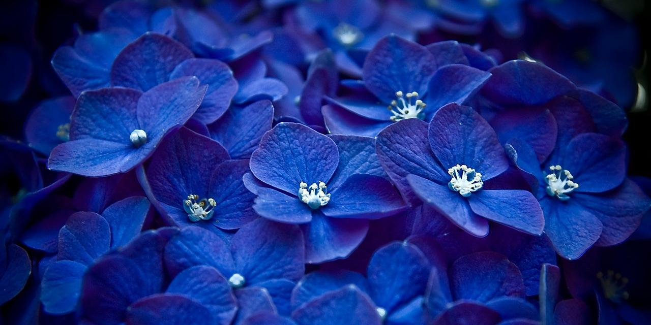 蓝色曼陀罗花语的美丽与内涵（探寻曼陀罗花语的深意——蓝色曼陀罗的生命之美）