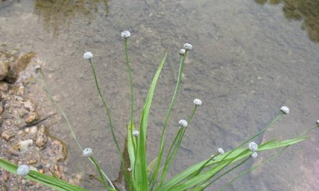 揭秘和香菜近似的草是什么（探究相似度高达99%的这种草）