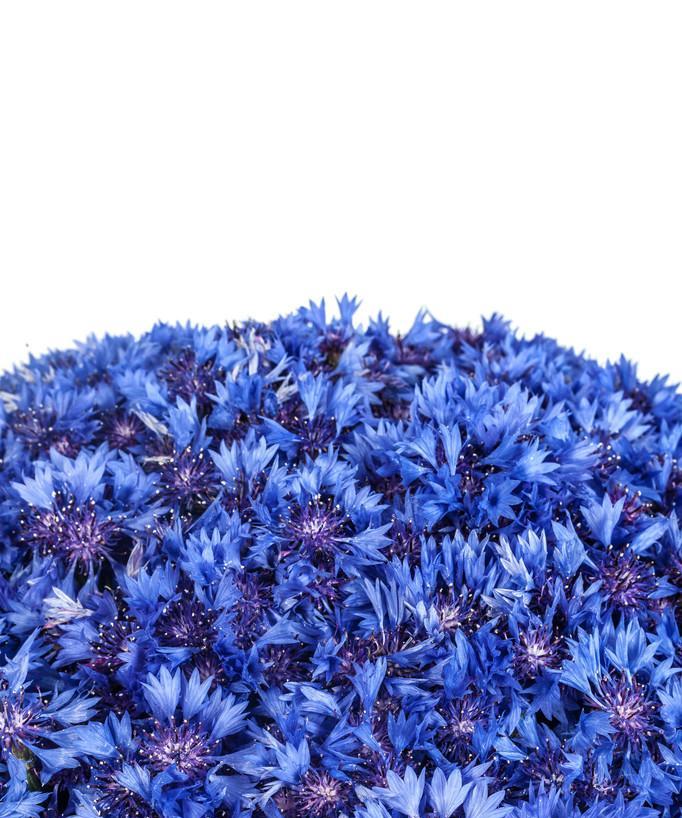 蓝色矢车菊的花语（探寻蓝色矢车菊的深层含义）