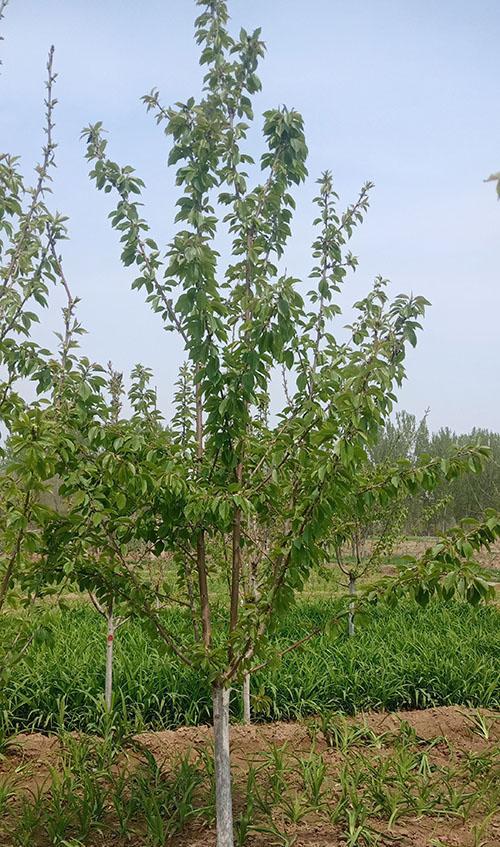 河北种樱桃可行吗（一文了解河北地区种植樱桃的条件和发展前景）