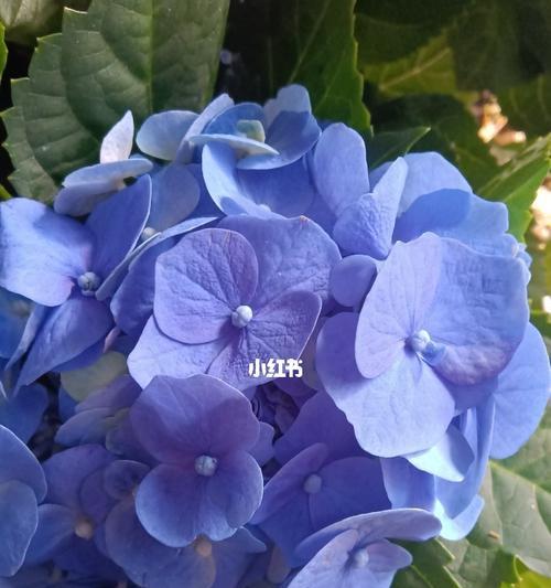 蓝色绣球花的寓意与象征（美丽如蓝天清新如春风喻意深远）