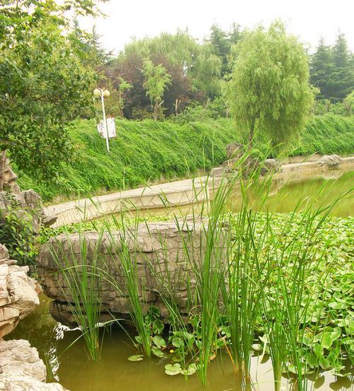河边植被的种植与管理（打造美丽河岸线）