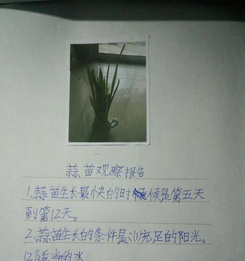 河南蒜苔收获时间（蒜苔的生长周期及最佳收获时间）