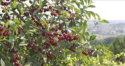 河南樱桃成熟时间及品质分析（盛夏时节）