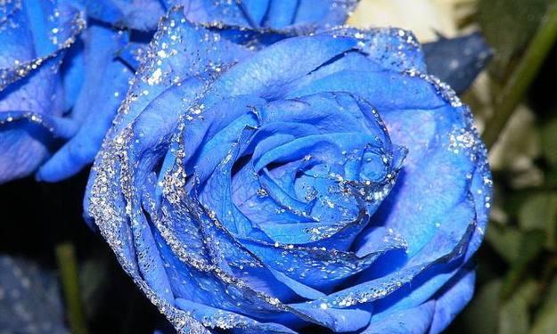 以蓝色妖姬玫瑰花的花语（探索蓝色妖姬玫瑰花的意义及象征）