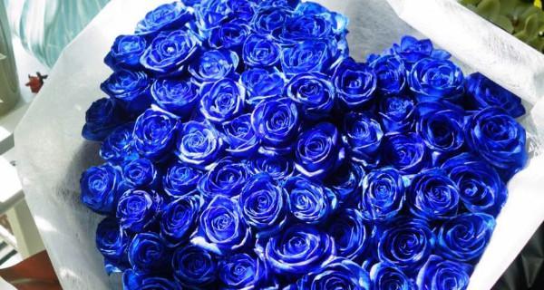 蓝色妖姬玫瑰花的美丽花语（探寻蓝色玫瑰的意义和传说）