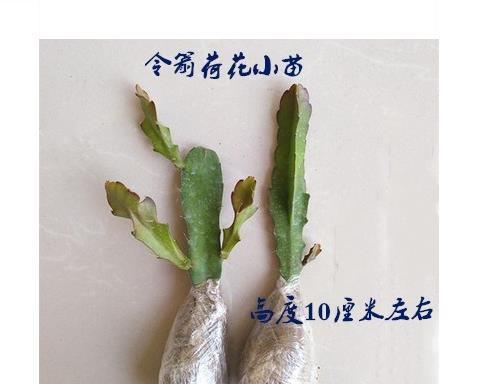 荷花催花的时间和方法（如何在适当时间内让荷花绽放）