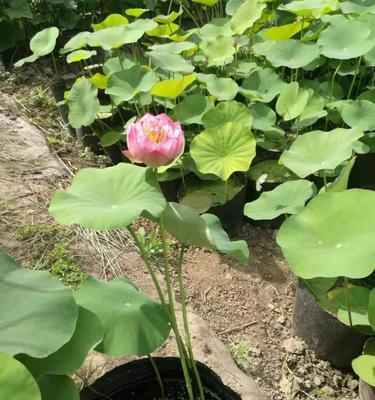 荷花的生长环境与生长地方条件（探秘荷花生长的关键因素及最适生长地）