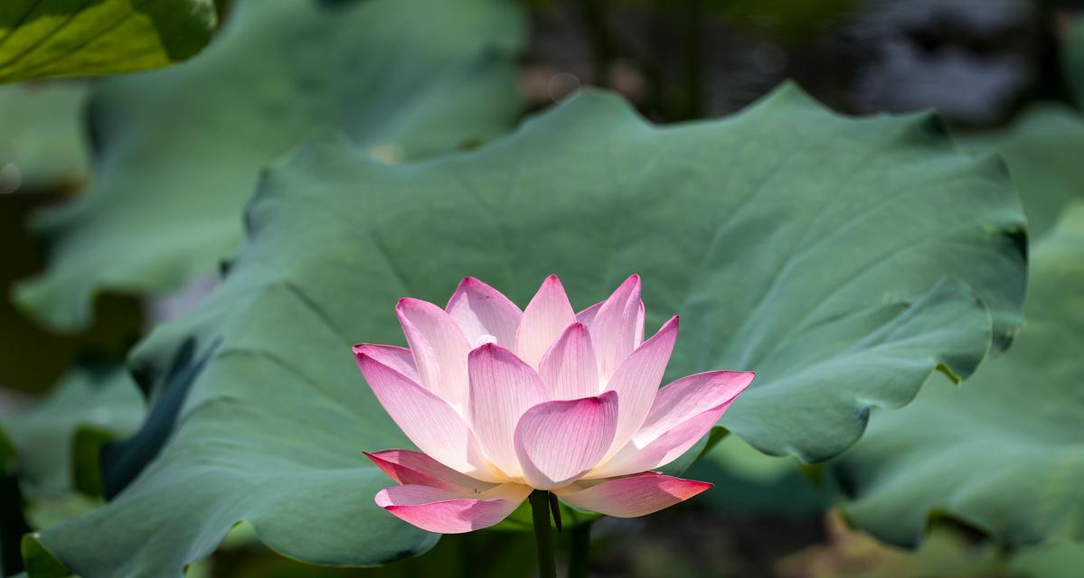 荷花的生长环境与生长地方条件（探秘荷花生长的关键因素及最适生长地）