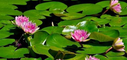 荷花的生长环境与生长地方条件（探秘荷花生长的关键因素及最适生长地）