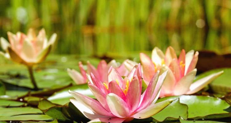 荷花叶子的形态与特点（探寻荷花叶子的奥秘）