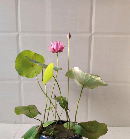荷花开花的周期及养护技巧